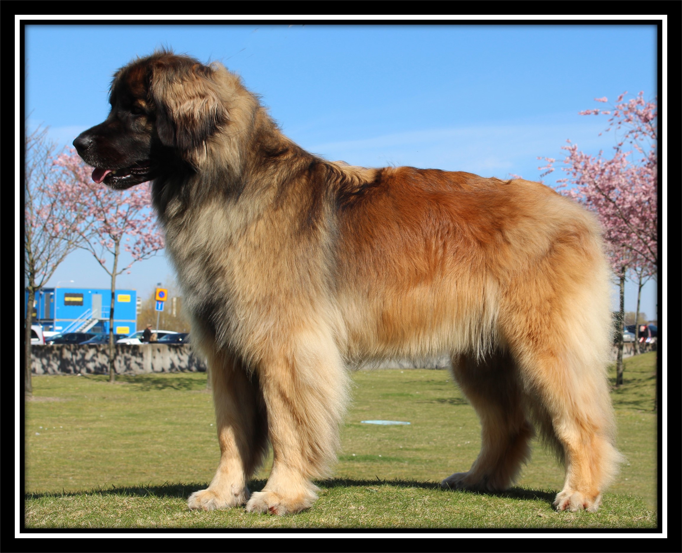 Lemp leonberger sales